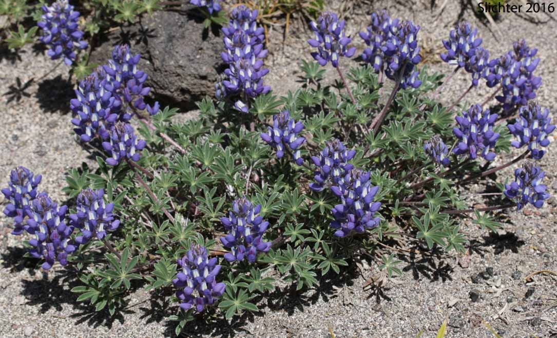 Dwarf Lupine, Low Mt. Lupine, Prairie Lupine, Prostrate Lupine: Lupinus lepidus var. lobbii (Synonyms: Lupinus lepidus var. lobbii, Lupinus lyallii var. fruticulosus, Lupinus lyallii var. lobbii, Lupinus lyallii ssp. lyallii, Lupinus lyallii var. lyallii, Lupinus lyallii var. macroflorus, Lupinus lyallii ssp. minutifolius, Lupinus lyallii var. roguensis, Lupinus lyallii var. villosis, Lupinus minutifolius, Lupinus sellulus ssp. sellulus var. lobbii, Lupinus sellulus var. lobbii)