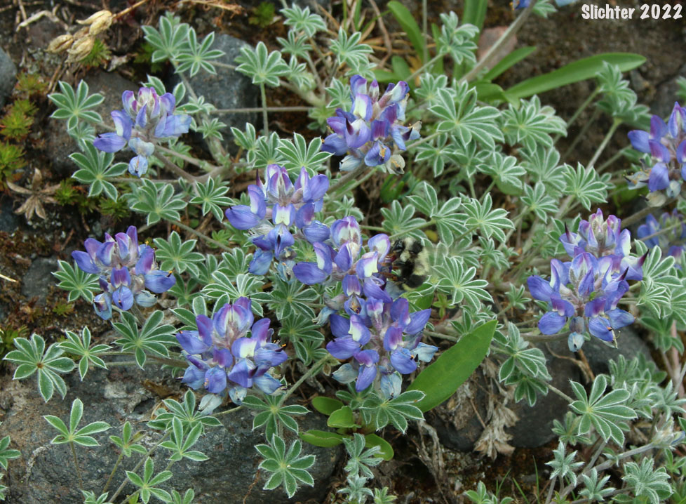 Dwarf Lupine, Elegant Lupine, Low Mt. Lupine, Prairie Lupine, Prostrate Lupine: Lupinus lepidus var. lobbii (Synonyms: Lupinus lyallii var. fruticulosus, Lupinus lyallii var. lobbii, Lupinus lyallii ssp. lyallii, Lupinus lyallii var. lyallii, Lupinus lyallii var. macroflorus, Lupinus lyallii ssp. minutifolius, Lupinus lyallii var. roguensis, Lupinus lyallii var. villosis, Lupinus minutifolius, Lupinus sellulus ssp. sellulus var. lobbii, Lupinus sellulus var. lobbii)