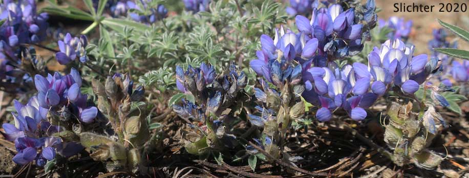 Dwarf Lupine, Elegant Lupine, Low Mt. Lupine, Prairie Lupine, Prostrate Lupine: Lupinus lepidus var. lobbii (Synonyms: Lupinus lyallii var. fruticulosus, Lupinus lyallii var. lobbii, Lupinus lyallii ssp. lyallii, Lupinus lyallii var. lyallii, Lupinus lyallii var. macroflorus, Lupinus lyallii ssp. minutifolius, Lupinus lyallii var. roguensis, Lupinus lyallii var. villosis, Lupinus minutifolius, Lupinus sellulus ssp. sellulus var. lobbii, Lupinus sellulus var. lobbii)