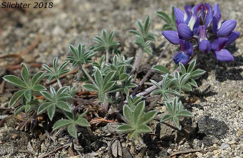 Dwarf Lupine, Low Mt. Lupine, Prairie Lupine, Prostrate Lupine: Lupinus lepidus var. lobbii (Synonyms: Lupinus lepidus var. lobbii, Lupinus lyallii var. fruticulosus, Lupinus lyallii var. lobbii, Lupinus lyallii ssp. lyallii, Lupinus lyallii var. lyallii, Lupinus lyallii var. macroflorus, Lupinus lyallii ssp. minutifolius, Lupinus lyallii var. roguensis, Lupinus lyallii var. villosis, Lupinus minutifolius, Lupinus sellulus ssp. sellulus var. lobbii, Lupinus sellulus var. lobbii)
