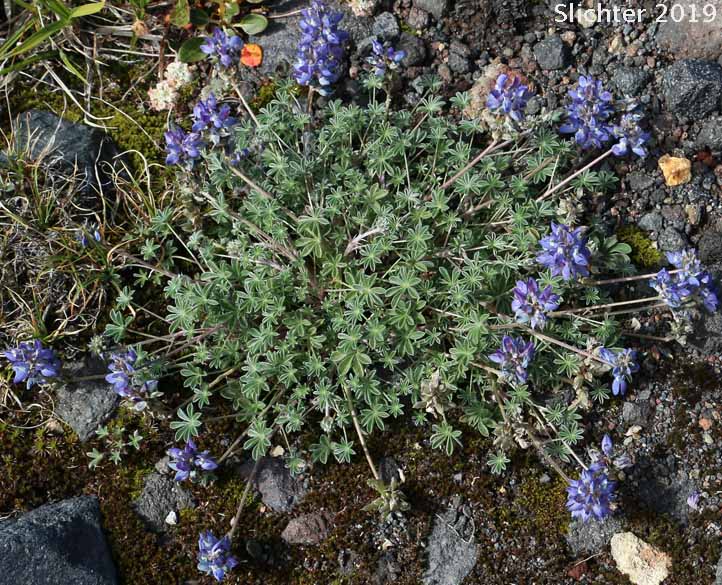 Dwarf Lupine, Low Mt. Lupine, Prairie Lupine, Prostrate Lupine: Lupinus lepidus var. lobbii (Synonyms: Lupinus lepidus var. lobbii, Lupinus lyallii var. fruticulosus, Lupinus lyallii var. lobbii, Lupinus lyallii ssp. lyallii, Lupinus lyallii var. lyallii, Lupinus lyallii var. macroflorus, Lupinus lyallii ssp. minutifolius, Lupinus lyallii var. roguensis, Lupinus lyallii var. villosis, Lupinus minutifolius, Lupinus sellulus ssp. sellulus var. lobbii, Lupinus sellulus var. lobbii)