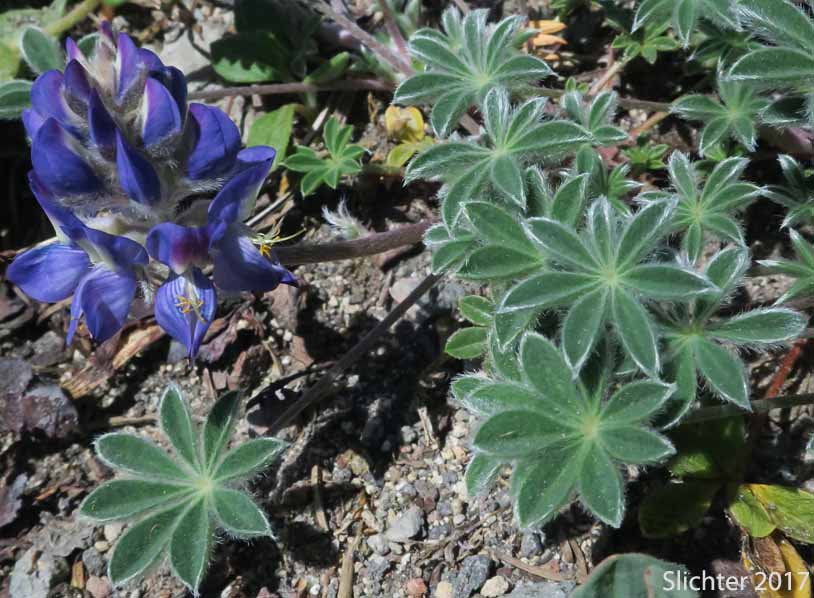 Dwarf Lupine, Low Mt. Lupine, Prairie Lupine, Prostrate Lupine: Lupinus lepidus var. lobbii (Synonyms: Lupinus lepidus var. lobbii, Lupinus lyallii var. fruticulosus, Lupinus lyallii var. lobbii, Lupinus lyallii ssp. lyallii, Lupinus lyallii var. lyallii, Lupinus lyallii var. macroflorus, Lupinus lyallii ssp. minutifolius, Lupinus lyallii var. roguensis, Lupinus lyallii var. villosis, Lupinus minutifolius, Lupinus sellulus ssp. sellulus var. lobbii, Lupinus sellulus var. lobbii)