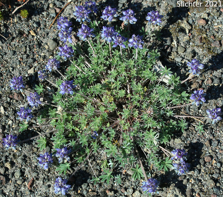 Dwarf Lupine, Elegant Lupine, Low Mt. Lupine, Prairie Lupine, Prostrate Lupine: Lupinus lepidus var. lobbii (Synonyms: Lupinus lyallii var. fruticulosus, Lupinus lyallii var. lobbii, Lupinus lyallii ssp. lyallii, Lupinus lyallii var. lyallii, Lupinus lyallii var. macroflorus, Lupinus lyallii ssp. minutifolius, Lupinus lyallii var. roguensis, Lupinus lyallii var. villosis, Lupinus minutifolius, Lupinus sellulus ssp. sellulus var. lobbii, Lupinus sellulus var. lobbii)