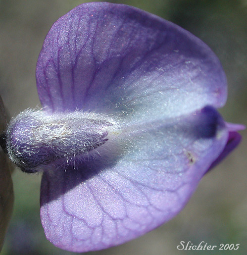 Back of the flower banner of Mt. Adams Lupine, Silky Lupine: Lupinus sericeus var. sericeus (Synonyms: Lupinus alpicola, Lupinus buckinghamii, Lupinus fikeranus, Lupinus flavicaulis, Lupinus flexuosus, Lupinus huilcoflorus, Lupinus ramosus, Lupinus sericeus Pursh ssp. sericeus, Lupinus sericeus Pursh var. fikeranus, Lupinus sericeus Pursh var. flexuosus, Lupinus sericeus Pursh var. subflexuosus, Lupinus spiraeaphilus, Lupinus tuckerianus)