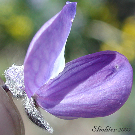 Flower of Mt. Adams Lupine, Silky Lupine: Lupinus sericeus var. sericeus (Synonyms: Lupinus alpicola, Lupinus buckinghamii, Lupinus fikeranus, Lupinus flavicaulis, Lupinus flexuosus, Lupinus huilcoflorus, Lupinus ramosus, Lupinus sericeus Pursh ssp. sericeus, Lupinus sericeus Pursh var. fikeranus, Lupinus sericeus Pursh var. flexuosus, Lupinus sericeus Pursh var. subflexuosus, Lupinus spiraeaphilus, Lupinus tuckerianus)