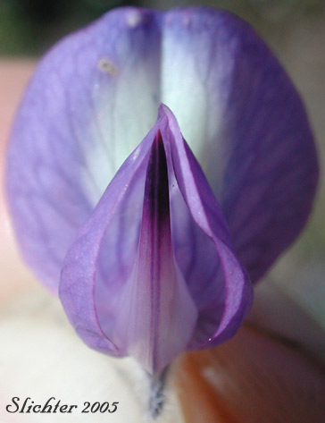 Flower of Mt. Adams Lupine, Silky Lupine: Lupinus sericeus var. sericeus (Synonyms: Lupinus alpicola, Lupinus buckinghamii, Lupinus fikeranus, Lupinus flavicaulis, Lupinus flexuosus, Lupinus huilcoflorus, Lupinus ramosus, Lupinus sericeus Pursh ssp. sericeus, Lupinus sericeus Pursh var. fikeranus, Lupinus sericeus Pursh var. flexuosus, Lupinus sericeus Pursh var. subflexuosus, Lupinus spiraeaphilus, Lupinus tuckerianus)