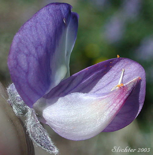Keel of Mt. Adams Lupine, Silky Lupine: Lupinus sericeus var. sericeus (Synonyms: Lupinus alpicola, Lupinus buckinghamii, Lupinus fikeranus, Lupinus flavicaulis, Lupinus flexuosus, Lupinus huilcoflorus, Lupinus ramosus, Lupinus sericeus Pursh ssp. sericeus, Lupinus sericeus Pursh var. fikeranus, Lupinus sericeus Pursh var. flexuosus, Lupinus sericeus Pursh var. subflexuosus, Lupinus spiraeaphilus, Lupinus tuckerianus)