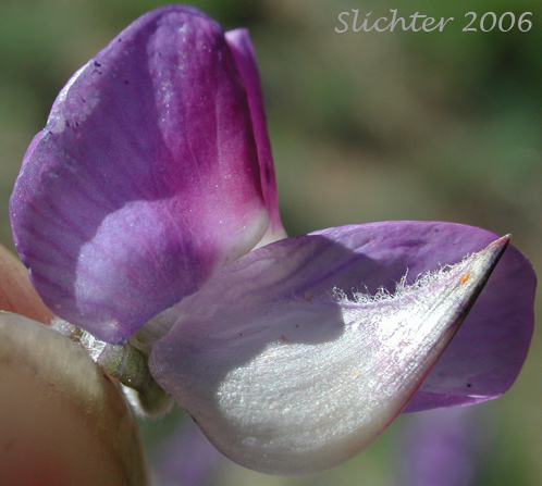 Keel of Mt. Adams Lupine, Silky Lupine: Lupinus sericeus var. sericeus (Synonyms: Lupinus alpicola, Lupinus buckinghamii, Lupinus fikeranus, Lupinus flavicaulis, Lupinus flexuosus, Lupinus huilcoflorus, Lupinus ramosus, Lupinus sericeus Pursh ssp. sericeus, Lupinus sericeus Pursh var. fikeranus, Lupinus sericeus Pursh var. flexuosus, Lupinus sericeus Pursh var. subflexuosus, Lupinus spiraeaphilus, Lupinus tuckerianus)