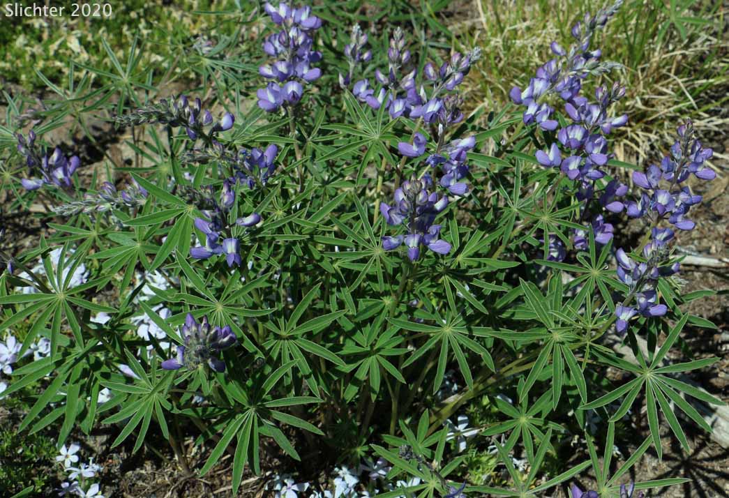 Mt. Adams Lupine, Silky Lupine: Lupinus sericeus var. sericeus (Synonyms: Lupinus alpicola, Lupinus buckinghamii, Lupinus fikeranus, Lupinus flavicaulis, Lupinus flexuosus, Lupinus huilcoflorus, Lupinus ramosus, Lupinus sericeus Pursh ssp. sericeus, Lupinus sericeus Pursh var. fikeranus, Lupinus sericeus Pursh var. flexuosus, Lupinus sericeus Pursh var. subflexuosus, Lupinus spiraeaphilus, Lupinus tuckerianus)