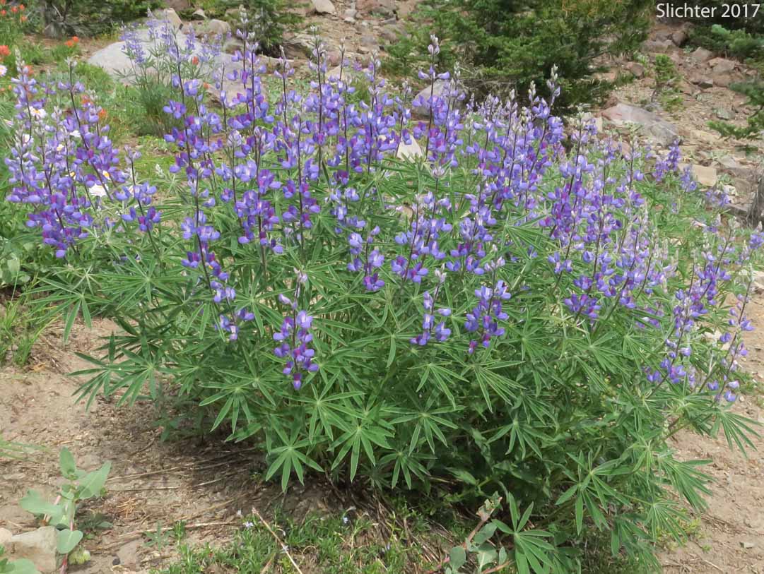 Mt. Adams Lupine, Silky Lupine: Lupinus sericeus var. sericeus (Synonyms: Lupinus alpicola, Lupinus buckinghamii, Lupinus fikeranus, Lupinus flavicaulis, Lupinus flexuosus, Lupinus huilcoflorus, Lupinus ramosus, Lupinus sericeus Pursh ssp. sericeus, Lupinus sericeus Pursh var. fikeranus, Lupinus sericeus Pursh var. flexuosus, Lupinus sericeus Pursh var. subflexuosus, Lupinus spiraeaphilus, Lupinus tuckerianus)