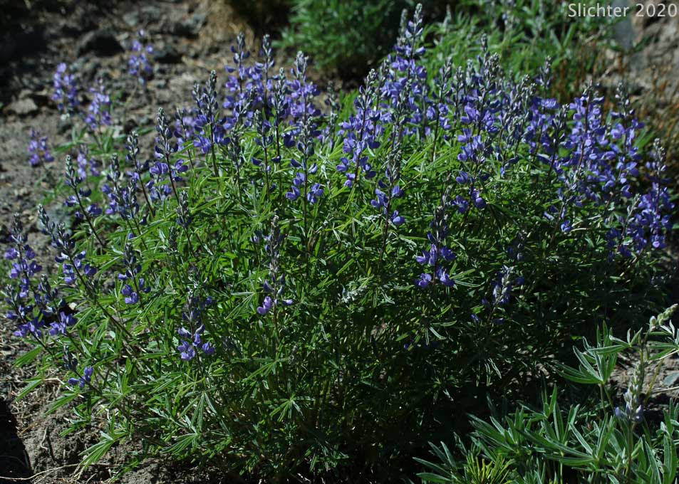 Mt. Adams Lupine, Silky Lupine: Lupinus sericeus var. sericeus (Synonyms: Lupinus alpicola, Lupinus buckinghamii, Lupinus fikeranus, Lupinus flavicaulis, Lupinus flexuosus, Lupinus huilcoflorus, Lupinus ramosus, Lupinus sericeus Pursh ssp. sericeus, Lupinus sericeus Pursh var. fikeranus, Lupinus sericeus Pursh var. flexuosus, Lupinus sericeus Pursh var. subflexuosus, Lupinus spiraeaphilus, Lupinus tuckerianus)