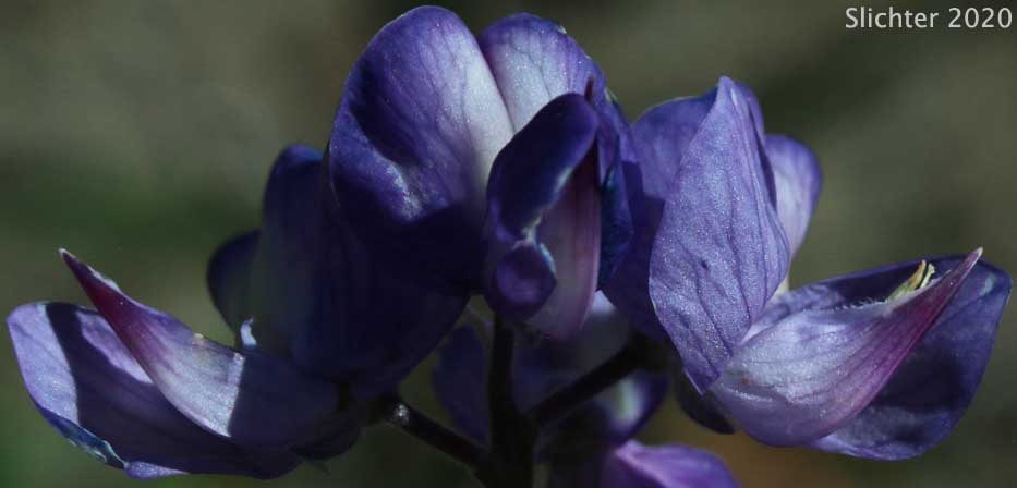 Mt. Adams Lupine, Silky Lupine: Lupinus sericeus var. sericeus (Synonyms: Lupinus alpicola, Lupinus buckinghamii, Lupinus fikeranus, Lupinus flavicaulis, Lupinus flexuosus, Lupinus huilcoflorus, Lupinus ramosus, Lupinus sericeus Pursh ssp. sericeus, Lupinus sericeus Pursh var. fikeranus, Lupinus sericeus Pursh var. flexuosus, Lupinus sericeus Pursh var. subflexuosus, Lupinus spiraeaphilus, Lupinus tuckerianus)