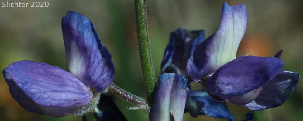 Mt. Adams Lupine, Silky Lupine: Lupinus sericeus var. sericeus (Synonyms: Lupinus alpicola, Lupinus buckinghamii, Lupinus fikeranus, Lupinus flavicaulis, Lupinus flexuosus, Lupinus huilcoflorus, Lupinus ramosus, Lupinus sericeus Pursh ssp. sericeus, Lupinus sericeus Pursh var. fikeranus, Lupinus sericeus Pursh var. flexuosus, Lupinus sericeus Pursh var. subflexuosus, Lupinus spiraeaphilus, Lupinus tuckerianus)