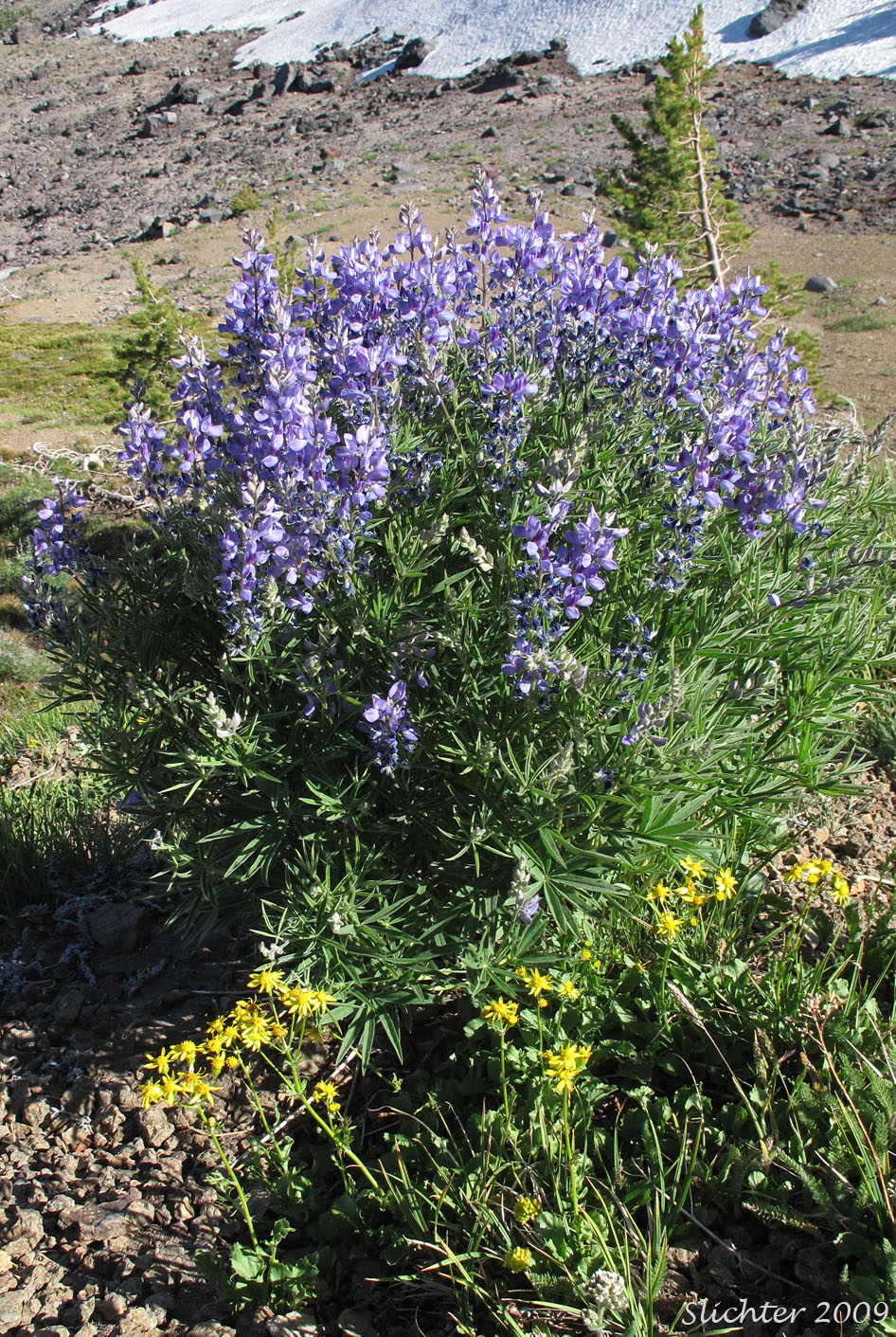 Mt. Adams Lupine, Silky Lupine: Lupinus sericeus var. sericeus (Synonyms: Lupinus alpicola, Lupinus buckinghamii, Lupinus fikeranus, Lupinus flavicaulis, Lupinus flexuosus, Lupinus huilcoflorus, Lupinus ramosus, Lupinus sericeus Pursh ssp. sericeus, Lupinus sericeus Pursh var. fikeranus, Lupinus sericeus Pursh var. flexuosus, Lupinus sericeus Pursh var. subflexuosus, Lupinus spiraeaphilus, Lupinus tuckerianus)