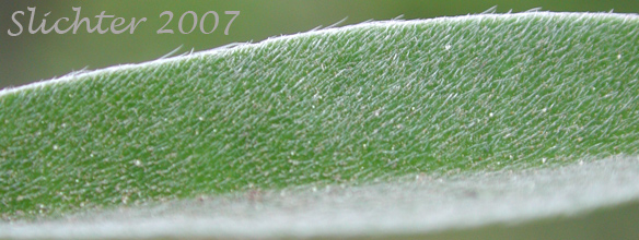 Close-up of the hairs on the upper surface of a leaflet of Wyeth's Lupine: Lupinus polyphyllus var. humicola (Synonyms: Lupinus arcticus var. humicola, Lupinus humicola, Lupinus rydbergii, Lupinus wyethii)