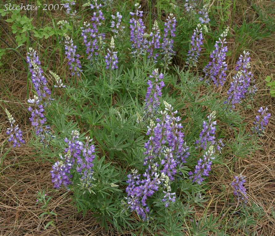 Wyeth's Lupine: Lupinus polyphyllus var. humicola (Synonyms: Lupinus arcticus var. humicola, Lupinus humicola, Lupinus rydbergii, Lupinus wyethii)