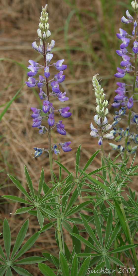 Wyeth's Lupine: Lupinus polyphyllus var. humicola (Synonyms: Lupinus arcticus var. humicola, Lupinus humicola, Lupinus rydbergii, Lupinus wyethii)