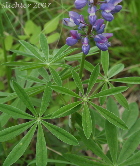Wyeth's Lupine: Lupinus polyphyllus var. humicola (Synonyms: Lupinus arcticus var. humicola, Lupinus humicola, Lupinus rydbergii, Lupinus wyethii)