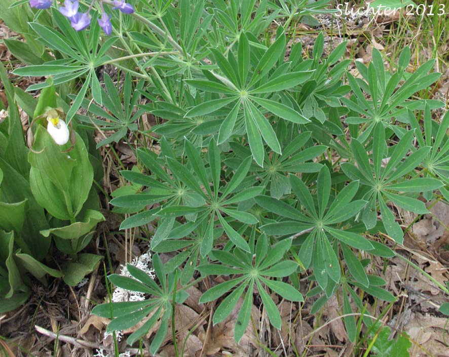 Leaves of Wyeth's Lupine: Lupinus polyphyllus var. humicola (Synonyms: Lupinus arcticus var. humicola, Lupinus humicola, Lupinus rydbergii, Lupinus wyethii)