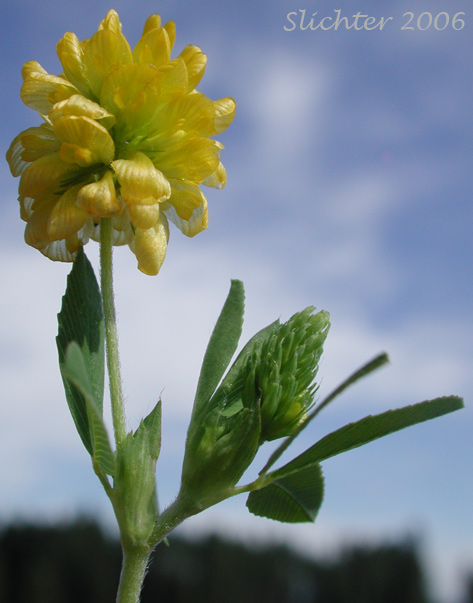 Flower head and stem leaves of Golden Clover, Hop Clover, Yellow Clover, Greater Hop Clover: Trifolium aureum (Synonym: Trifolium agrarium)