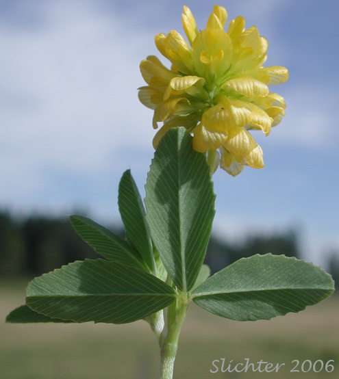 Flower head and stem leaves of Golden Clover, Hop Clover, Yellow Clover, Greater Hop Clover: Trifolium aureum (Synonym: Trifolium agrarium)