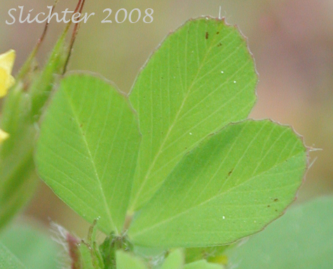 Leaf of Least Hop Clover, Suckling Clover: Trifolium dubium