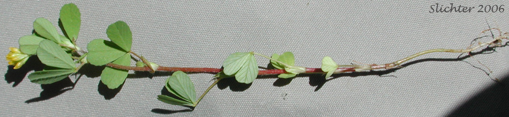 Least Hop Clover, Suckling Clover: Trifolium dubium