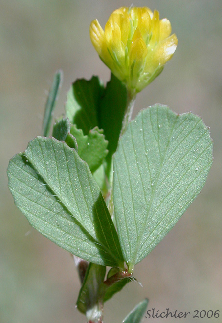 Leaf and inflorescence of Least Hop Clover, Suckling Clover: Trifolium dubium
