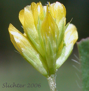 Inflorescence of Least Hop Clover, Suckling Clover: Trifolium dubium