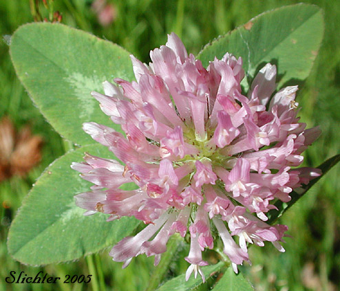 Red Clover: Trifolium pratense (Synonyms: Trifolium pratense var. frigidum, Trifolium pratense var. sativum)