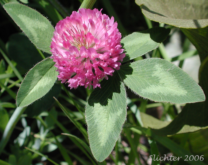 Red Clover: Trifolium pratense (Synonyms: Trifolium pratense var. frigidum, Trifolium pratense var. sativum)