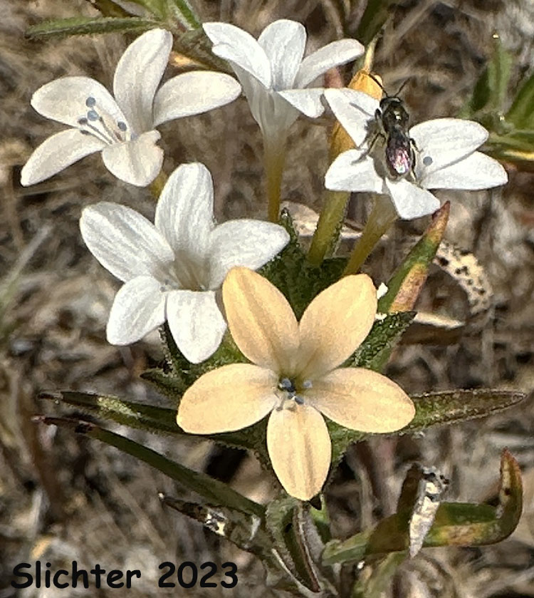 Inflorescence of Large-flowered Collomia, Grand Collomia, Large-flower Mountain-trumpet: Collomia grandiflora