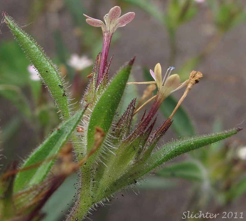 Close-up sideview of the flowers of Staining Collomia, Yellow-staining Collomia, Yellow-staining Mountain Trumpet: Collomia tinctoria