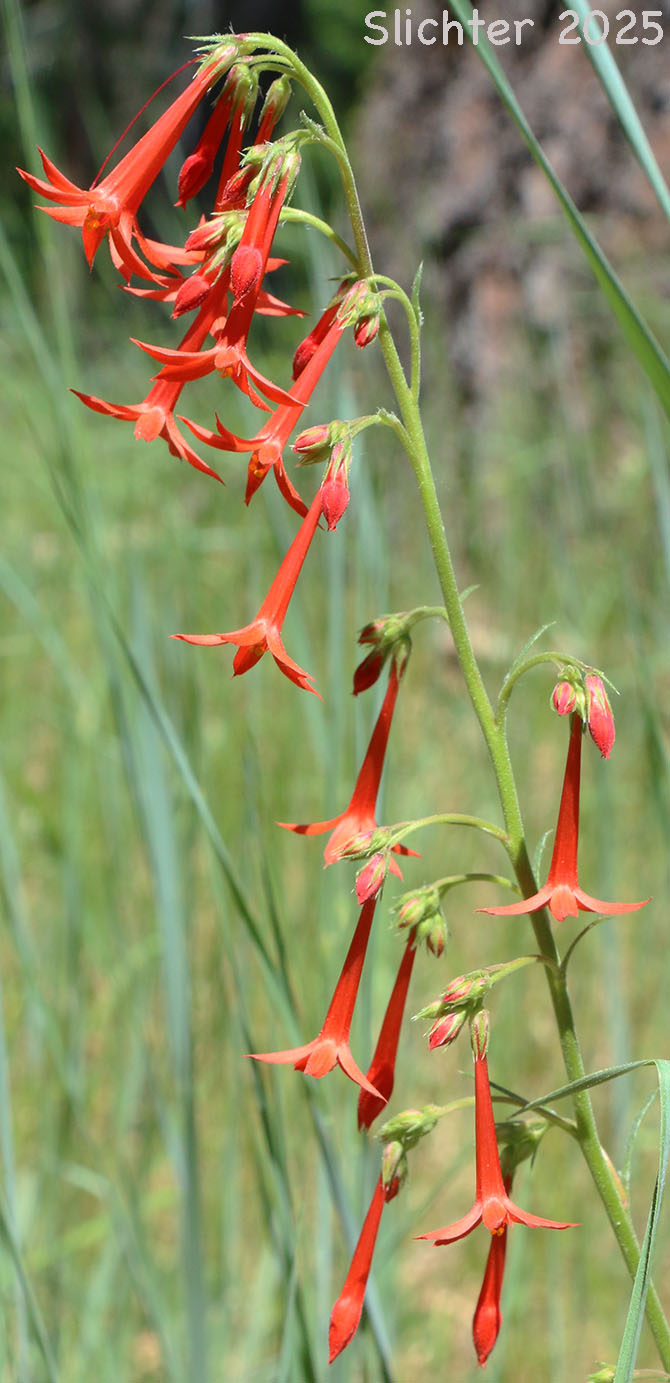 Inflorescence of Scarlet Gilia, Skyrocket: Ipomopsis aggregata ssp. aggregata (Synonyms: Gilia aggregata ssp. euaggregata, Gilia aggregata var. aggregata, Ipomopsis aggregata var. aggregata)