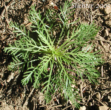 Basal leaf rosette of Scarlet Gilia, Skyrocket: Ipomopsis aggregata ssp. aggregata (Synonyms: Gilia aggregata ssp. euaggregata, Gilia aggregata var. aggregata, Ipomopsis aggregata var. aggregata)