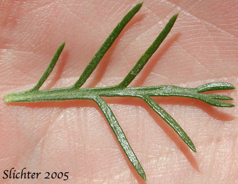 Leaf of Scarlet Gilia, Skyrocket: Ipomopsis aggregata ssp. aggregata (Synonyms: Gilia aggregata ssp. euaggregata, Gilia aggregata var. aggregata, Ipomopsis aggregata var. aggregata)