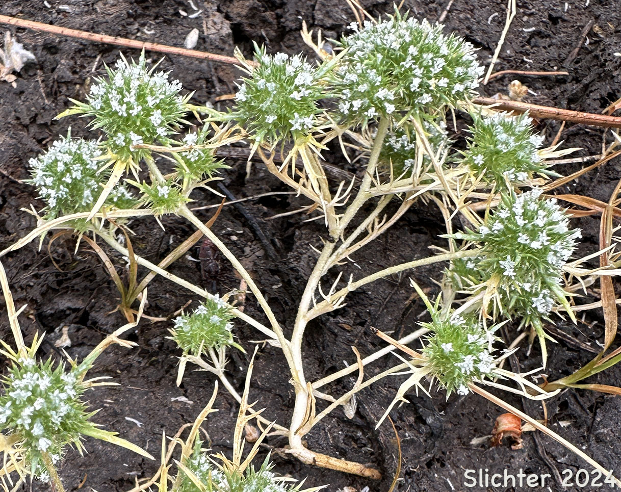 Least Navarretia: Navarretia leucocephala ssp. minima (Synonym: Navarretia minima)