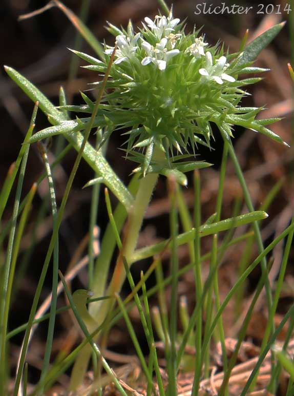 Least Navarretia: Navarretia leucocephala ssp. minima (Synonym: Navarretia minima)