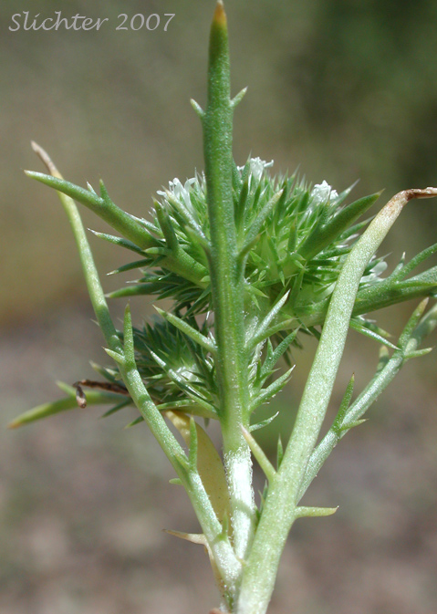 Least Navarretia: Navarretia leucocephala ssp. minima (Synonym: Navarretia minima)