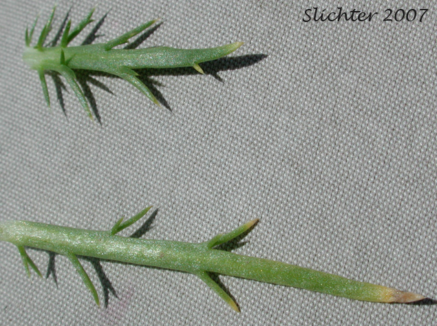 Least Navarretia: Navarretia leucocephala ssp. minima (Synonym: Navarretia minima)