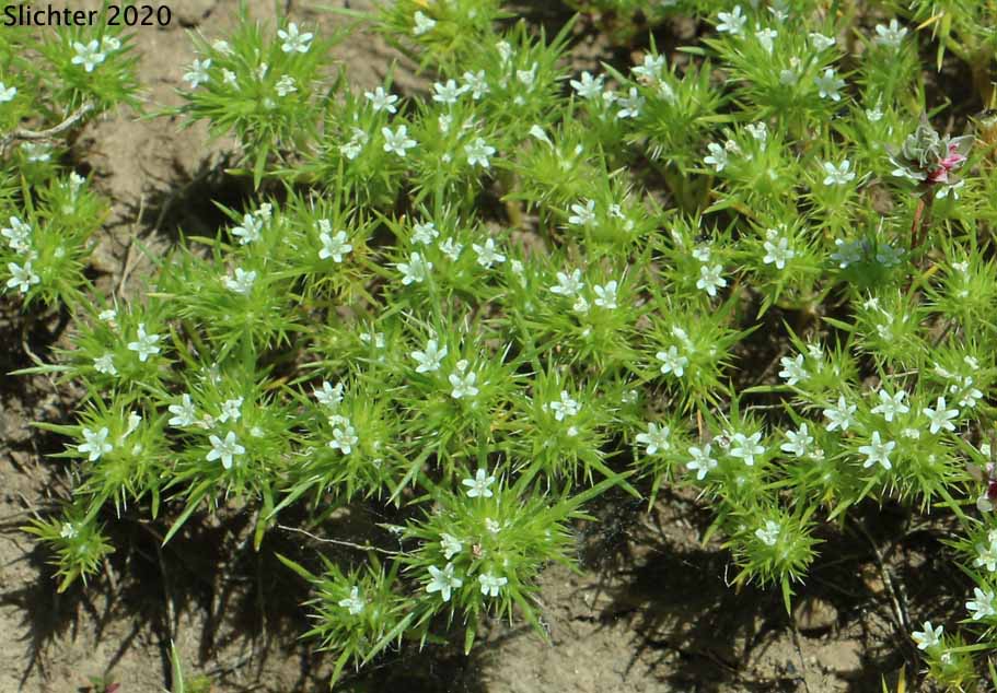 Great Basin Navarretia, Needleleaf Navarretia, Needle-leaf Navarretia: Navarretia propinqua (Synonyms: Gilia propinqua, Navarretia intertexta ssp. propinqua, Navarretia intertexta var. propinqua)