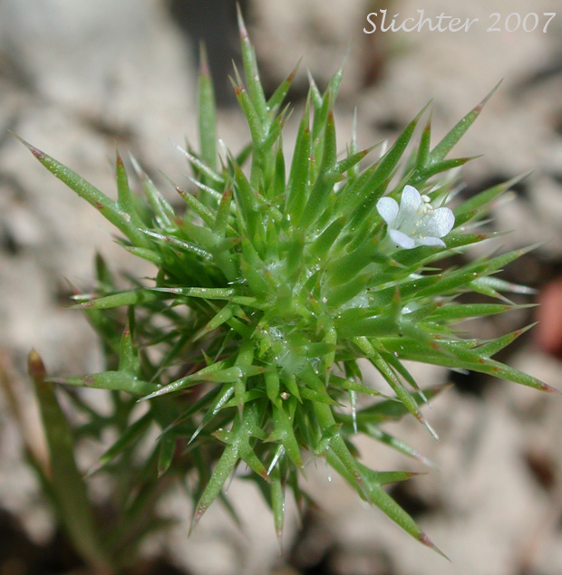 Great Basin Navarretia, Needleleaf Navarretia, Needle-leaf Navarretia: Navarretia propinqua (Synonyms: Gilia propinqua, Navarretia intertexta ssp. propinqua, Navarretia intertexta var. propinqua)
