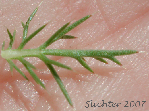 Great Basin Navarretia, Needleleaf Navarretia, Needle-leaf Navarretia: Navarretia propinqua (Synonyms: Gilia propinqua, Navarretia intertexta ssp. propinqua, Navarretia intertexta var. propinqua)