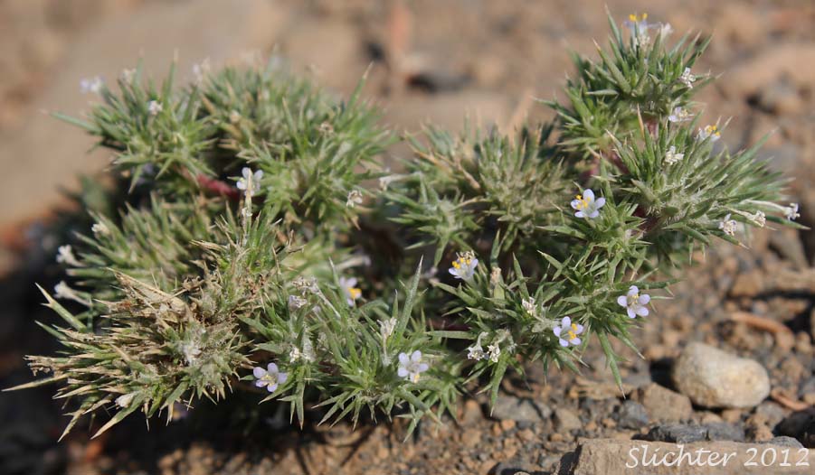 Great Basin Navarretia, Needleleaf Navarretia, Needle-leaf Navarretia: Navarretia propinqua (Synonyms: Gilia propinqua, Navarretia intertexta ssp. propinqua, Navarretia intertexta var. propinqua)