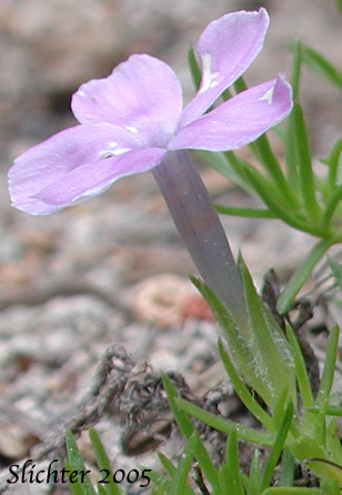 Spreading Phlox: Phlox diffusa (Synonyms: Phlox diffusa ssp. diffusa, Phlox diffusa ssp. longistylis, Phlox diffusa var. longistylis)