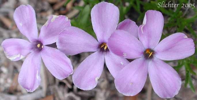 Spreading Phlox: Phlox diffusa