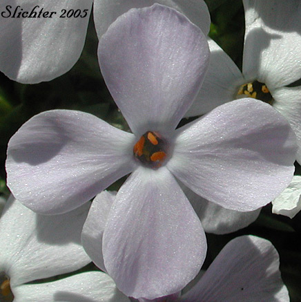 A four-petaled Spreading Phlox: Phlox diffusa (Synonyms: Phlox diffusa ssp. diffusa, Phlox diffusa ssp. longistylis, Phlox diffusa var. longistylis)