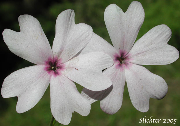Flowers of Showy Phlox: Phlox speciosa (Synonyms: Phlox speciosa ssp. lanceolata, Phlox speciosa ssp. lignosa, Phlox speciosa ssp. nitida, Phlox speciosa ssp. occidentalis, Phlox speciosa ssp. speciosa, Phlox speciosa var. nitida)