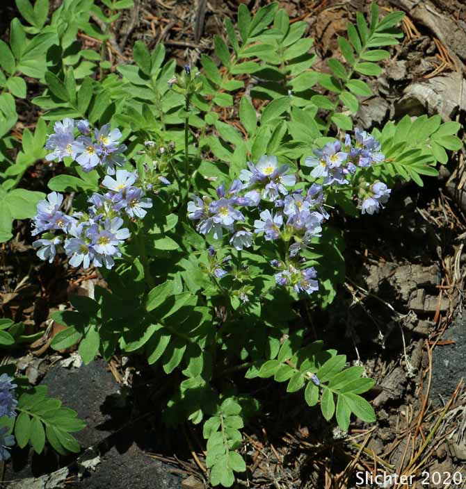 California Polemonium, Low Jacob's-ladder, Moving Polemonium, Showy Jacob's Ladder: Polemonium californicum (Synonyms: Polemonium columbianum, Polemonium pulcherrimum ssp. tricolor, Polemonium pucherrimum var. calycinum)