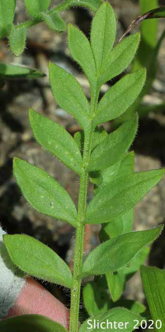 Leaf of California Polemonium, Low Jacob's-ladder, Moving Polemonium, Showy Jacob's Ladder: Polemonium californicum (Synonyms: Polemonium columbianum, Polemonium pulcherrimum ssp. tricolor, Polemonium pucherrimum var. calycinum)